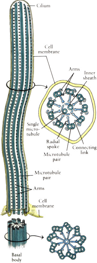 cillium