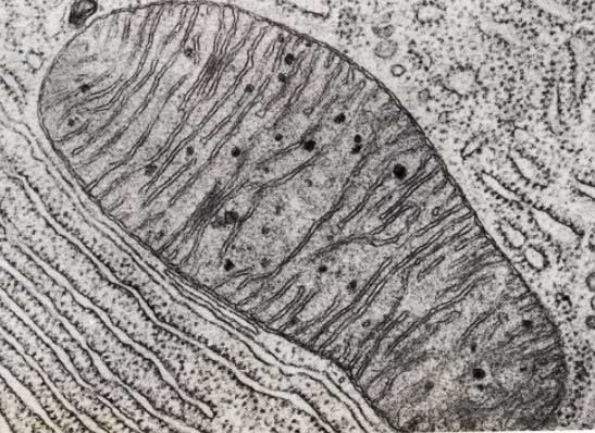 Mitochondria